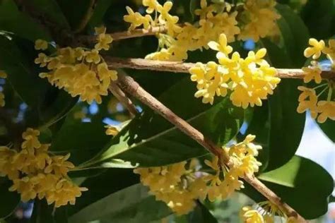 桂花树风水|家居摆放须知：桂花树的风水禁忌